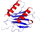 Interleukin 8 (IL8)