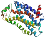 Interleukin 8 Receptor Alpha (IL8Ra)