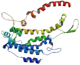 Cytokeratin 1 (CK1)