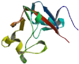 Killer Cell Lectin Like Receptor Subfamily D, Member 1 (KLRD1)