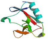 Killer Cell Lectin Like Receptor Subfamily E, Member 1 (KLRE1)