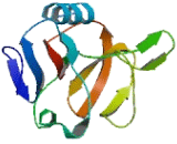 Killer Cell Lectin Like Receptor Subfamily H, Member 1 (KLRH1)