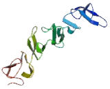 Laminin Beta 3 (LAMb3)