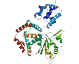 Large T Antigen (LT)