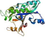 Lecithin Cholesterol Acyltransferase (LCAT)