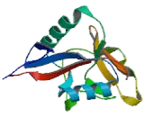 Lectin Like Oxidized Low Density Lipoprotein Receptor 1 (LOX1)