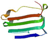 Leucine Rich Repeat Containing Protein 32 (LRRC32)