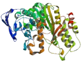 Lipase, Bile Salt Dependent (BSDL)