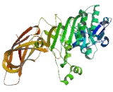 Pancreatic Lipase (PL)