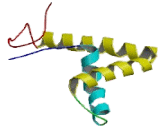Lymphoid Enhancer Binding Factor 1 (LEF1)