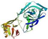 Lysosomal Associated Membrane Protein 1 (LAMP1)