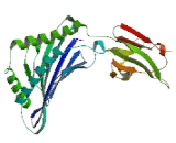 MHC Class I Polypeptide Related Sequence A (MICA)