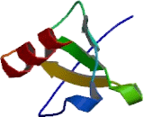 Macrophage Derived Chemokine (MDC)