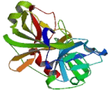 Macrophage Stimulating Protein (MSP)