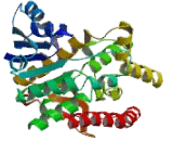 Malate Dehydrogenase 2 (MDH2)