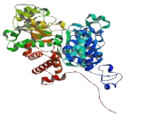 Malic Enzyme 2, NADP+ Dependent, Mitochondrial (ME2)