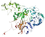 Mannose Receptor C Type 1 Like Protein 1 (MRC1)