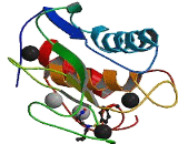 Matrix Metalloproteinase 10 (MMP10)