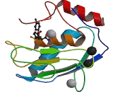 Matrix Metalloproteinase 13 (MMP13)