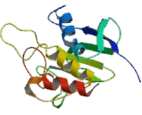 Matrix Metalloproteinase 23B (MMP23B)