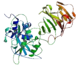 Matrix Metalloproteinase 28 (MMP28)