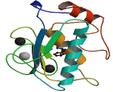 Matrix Metalloproteinase 7 (MMP7)