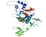 Matrix Metalloproteinase 9 (MMP9)