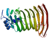 Membrane Spanning 4 Domains Subfamily A, Member 1 (CD20)