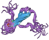 Tau Protein (MAPT)