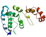 Mitochondrial Protein 18kDa (MTP18)