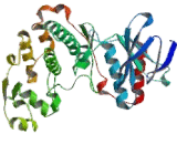 Mitogen Activated Protein Kinase 11 (MAPK11)