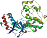 Mitogen Activated Protein Kinase 14 (MAPK14)