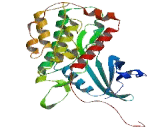 Mitogen Activated Protein Kinase Activated Protein Kinase 4 (MAPKAPK4)