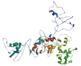 Mitogen Activated Protein Kinase Associated Protein 1 (MAPKAP1)