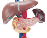 Hepatic Ischemia (HI)