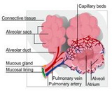 Pulmonary Contusion (PC)