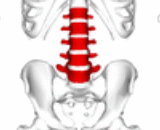 Third Lumbar  Vertebrae Transverses Syndrome (TLVTS)