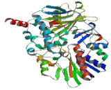 Monoamine Oxidase B (MAOB)