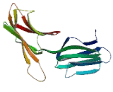 Mucosal Addressin Cell Adhesion Molecule 1 (MAdCAM1)