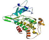 Mullerian Inhibiting Substance Type II Receptor (MISR2)