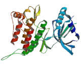 Muscle, Skeletal, Receptor Tyrosine Kinase (MUSK)