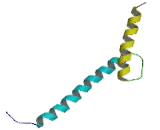 Myogenic Differentiation (MyoD)