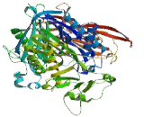 N-Acylsphingosine Amidohydrolase 2 (ASAH2)