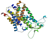 Na-K-Cl Cotransporter 2 (NKCC2)