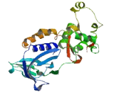 Nei Endonuclease VIII Like Protein 1 (NEIL1)