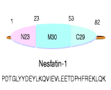 Nesfatin 1 (NES1)