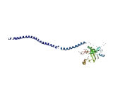 Neurofilament, Heavy Polypeptide (NEFH)