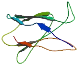 Neuron Derived Neurotrophic Factor (NDNF)