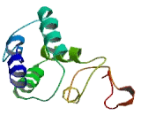 Neuropeptide FF (NPFF)