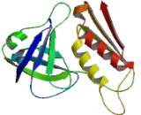 Nicotinamide Adenine Dinucleotide Phosphate Oxidase 1 (NOX1)